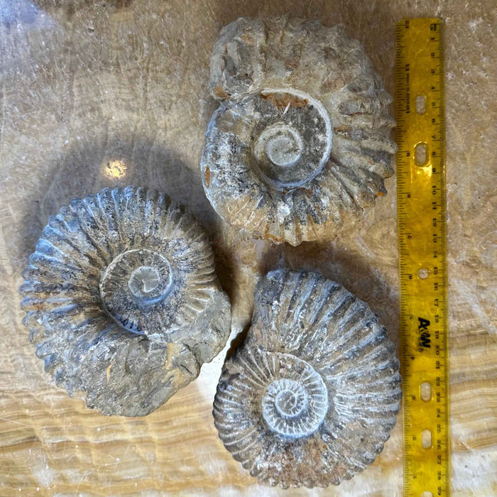 Ammonite Fossil from Morocco - Smokin Resin Company