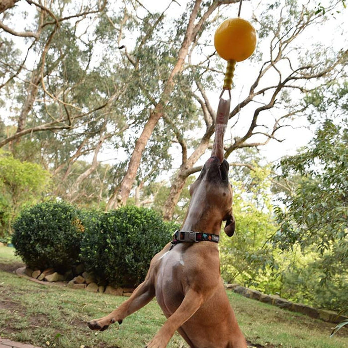 Aussie Dog AUSSIE DOG Home Alone