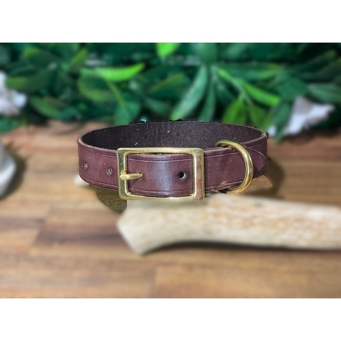Dogtraining101 Brisbane Tan Leather Collar - Small Dog and Puppy
