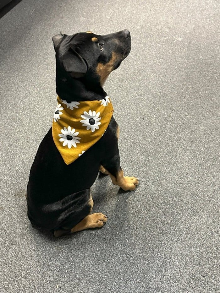 Dogtraining101 Daisy Bandanna