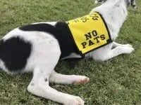 Dogtraining101 Retail Super Store No Pats Vest