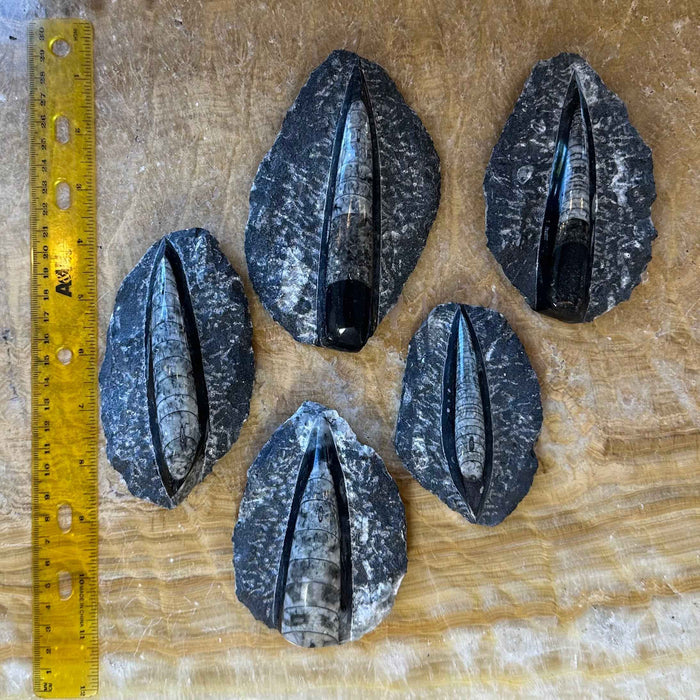 Orthoceras Fossil in Black Limestone - Smokin Resin Company
