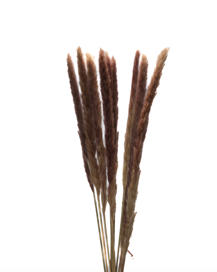 Pampas Reeds
