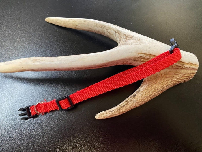 Dogtraining101 Plain Puppy Collar Red