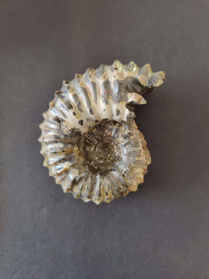 Cleoniceras Besairiei 3" 185g