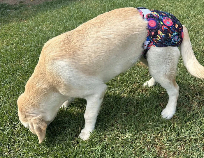 Loving Pets Washable Dog Nappies - Blue