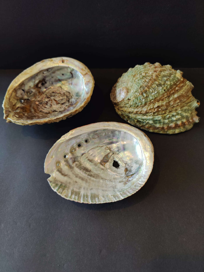 Abalone Shell 5" - Smokin Resin Company