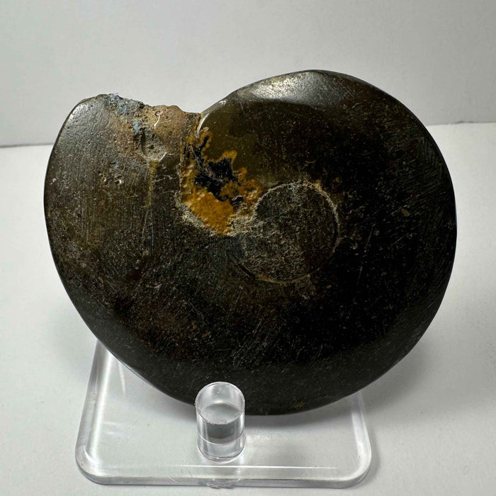 Ammonite Fossil from Morocco - Smokin Resin Company