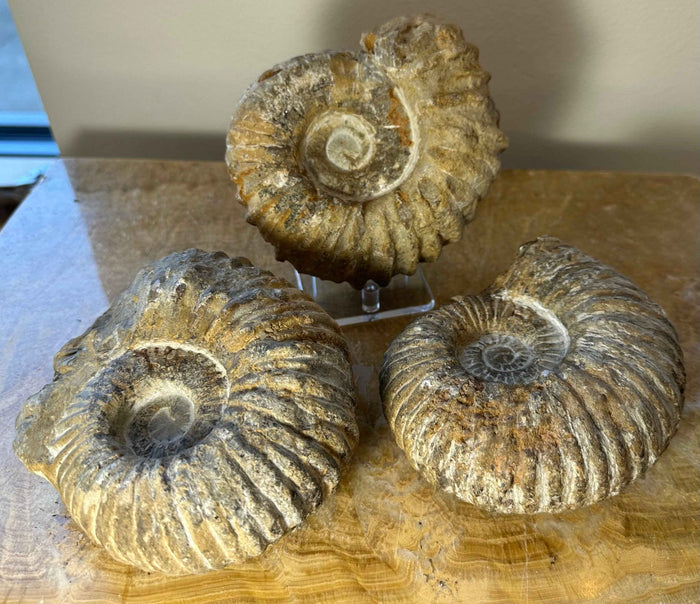 Ammonite Fossil from Morocco - Smokin Resin Company