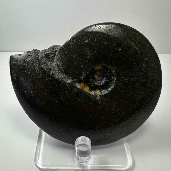 Ammonite Fossil from Morocco - Smokin Resin Company