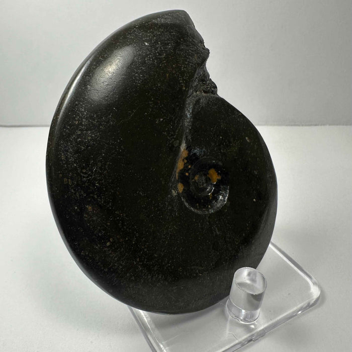 Ammonite Fossil from Morocco - Smokin Resin Company