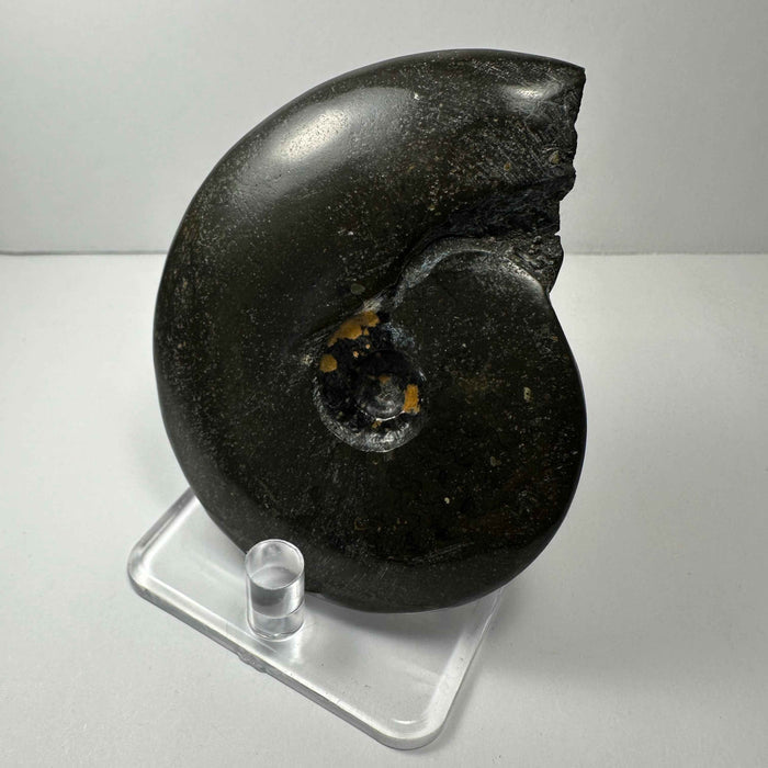Ammonite Fossil from Morocco - Smokin Resin Company
