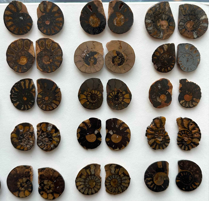 Ammonite Fossil Halves Cut & Polished Morocco - Smokin Resin Company
