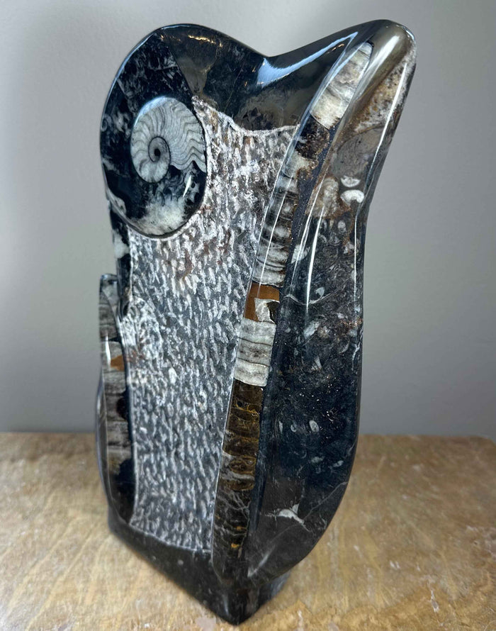 Ammonite Fossils in Matrix Sculpture - Smokin Resin Company