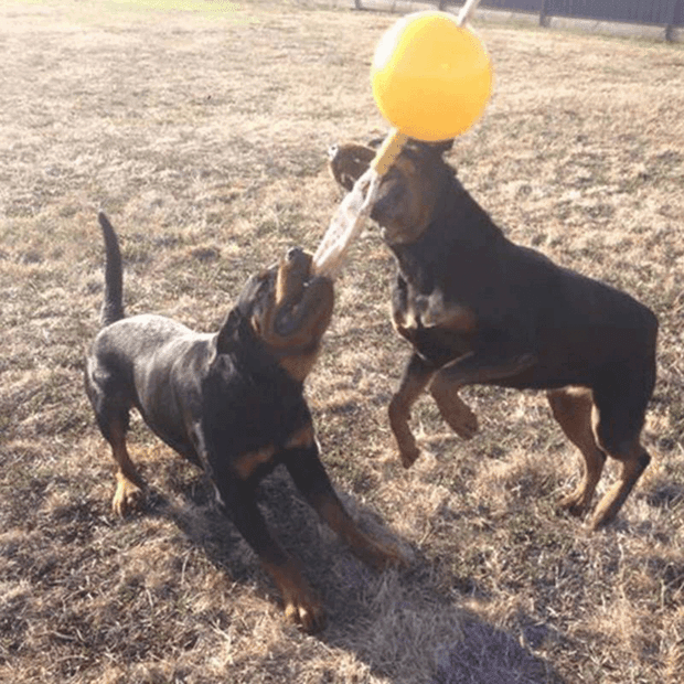Aussie Dog AUSSIE DOG Home Alone