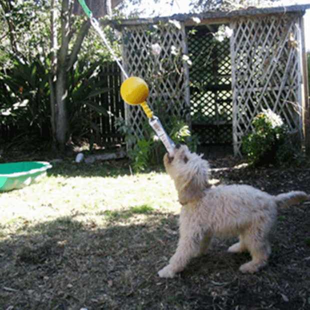 Aussie Dog AUSSIE DOG Home Alone