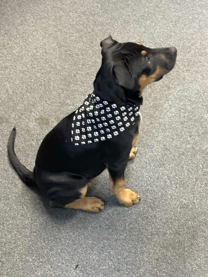 Dogtraining101 Black with White Paws Bandanna