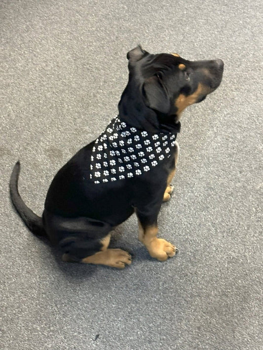 Dogtraining101 Black with White Paws Bandanna