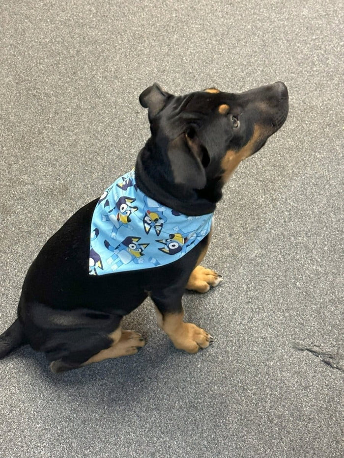 Dogtraining101 Bluey Bandanna