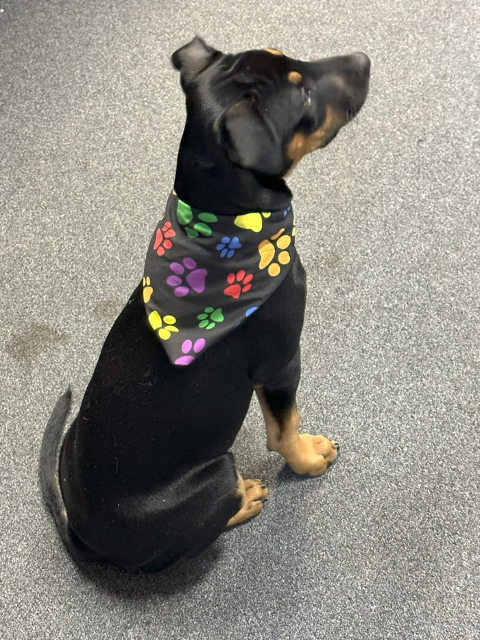 Dogtraining101 Coloured Paws Bandana