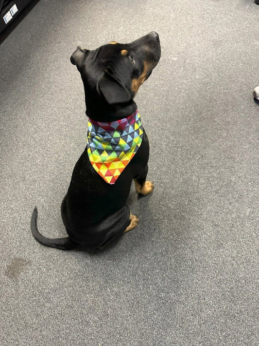 Dogtraining101 Crazy Triangles Bandanna