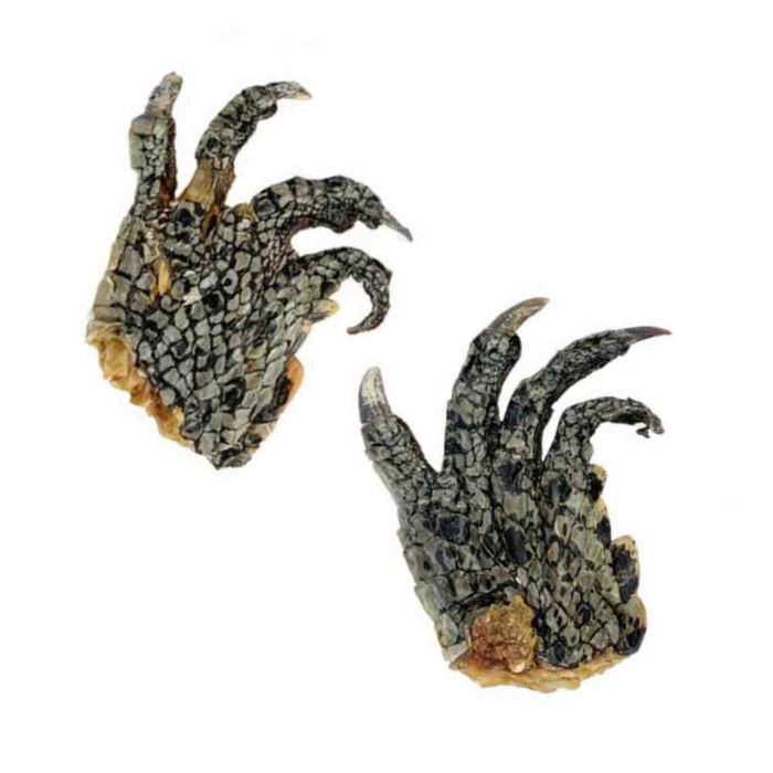 Dogtraining101 Retail Super Store Crocodile / 4 Pack Crocodile Feet