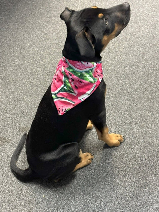 Dogtraining101 Cut Watermelon Bandanna