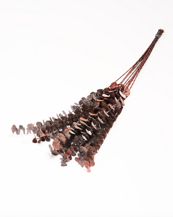 Dried Eucalyptus