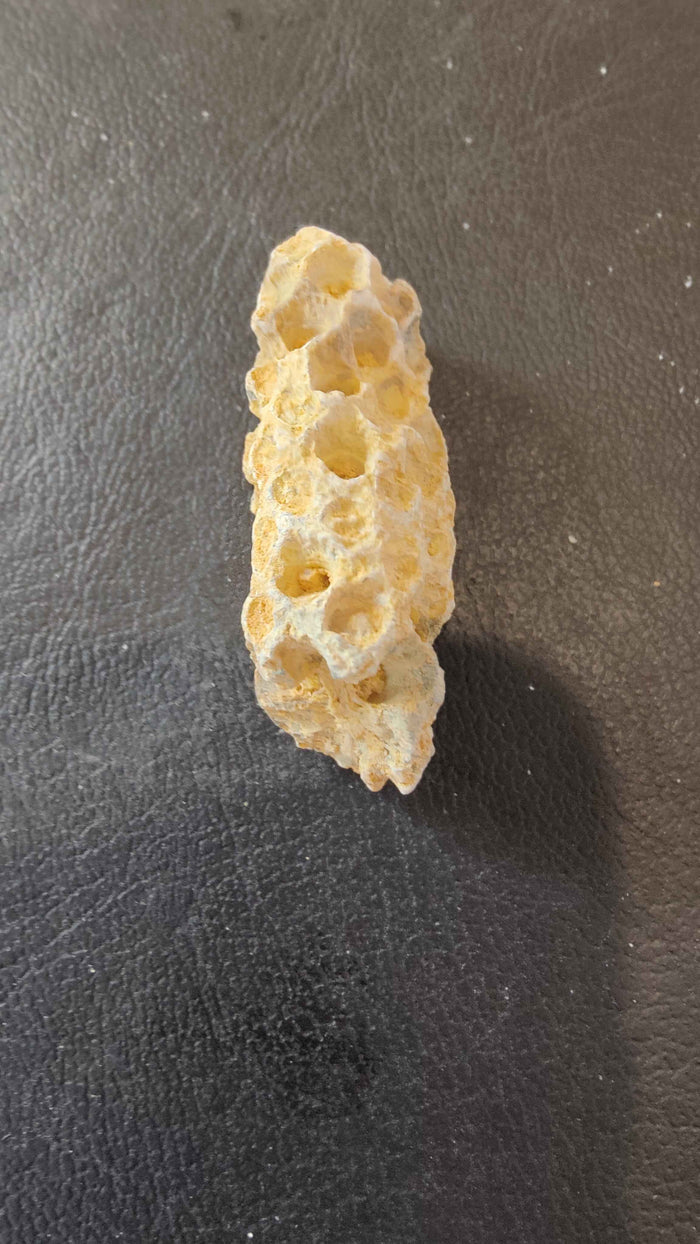 Fossilized Pine Cone 2" - Smokin Resin Company