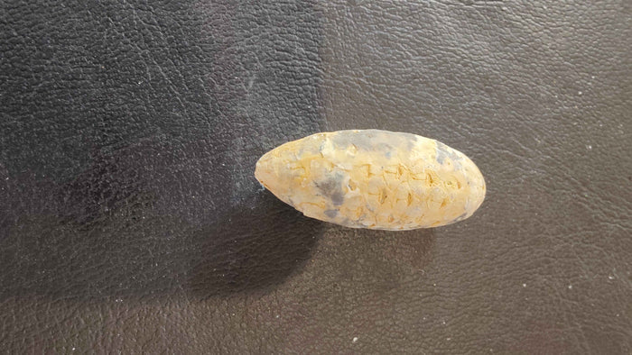 Fossilized Pine Cone 2" - Smokin Resin Company