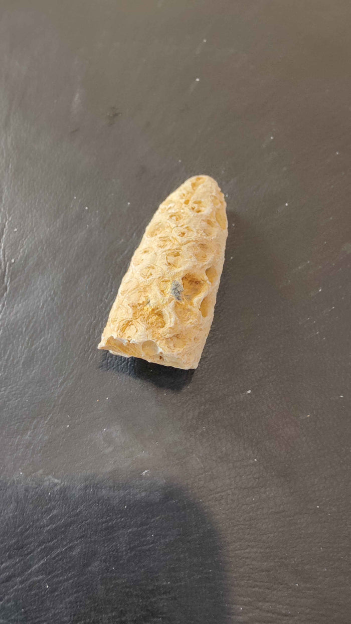 Fossilized Pine Cone 2" - Smokin Resin Company