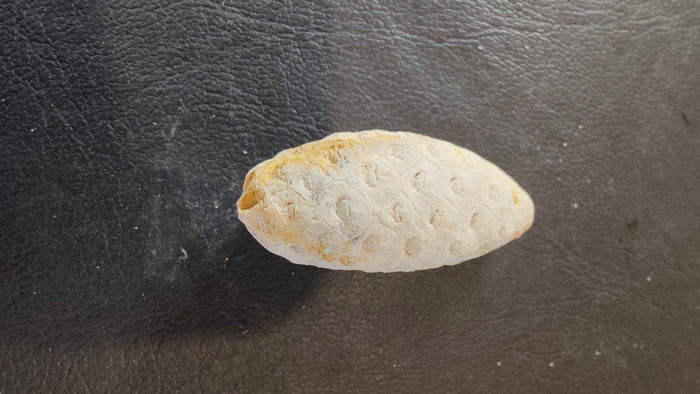 Fossilized Pine Cone 2" - Smokin Resin Company