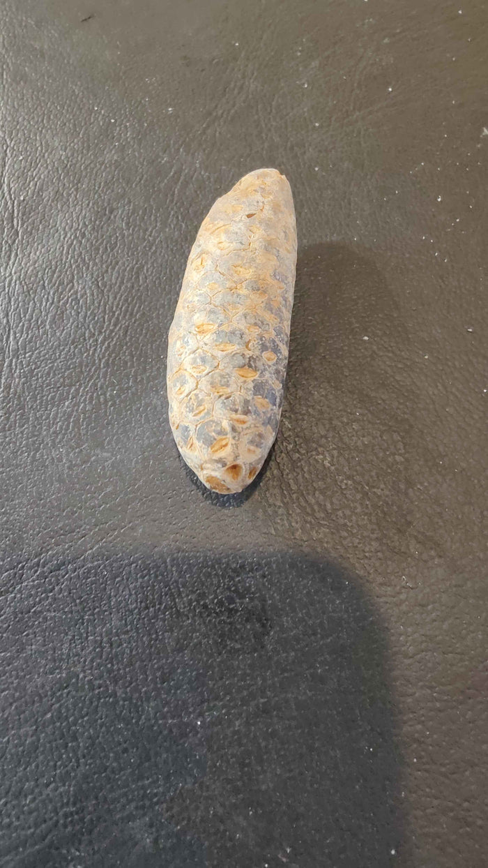 Fossilized Pine Cone 2" - Smokin Resin Company