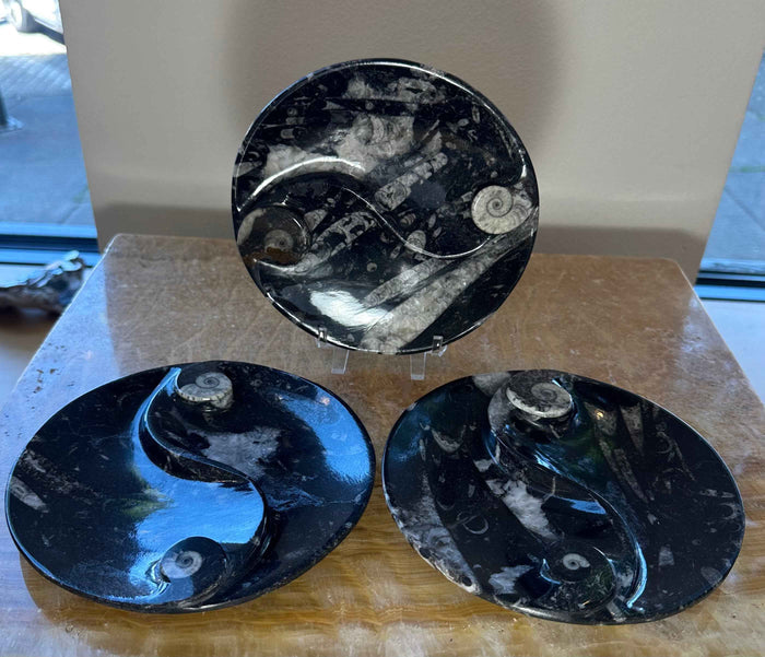 Goniatite & Orthoceras Fossils in Black Limestone Polished Yin-Yang Plate from Morocco - Smokin Resin Company