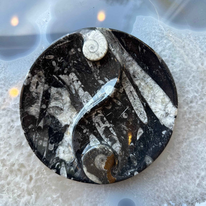 Goniatite & Orthoceras Fossils in Black Limestone Polished Yin-Yang Plate from Morocco - Smokin Resin Company