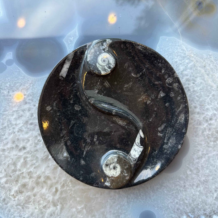 Goniatite & Orthoceras Fossils in Black Limestone Polished Yin-Yang Plate from Morocco - Smokin Resin Company