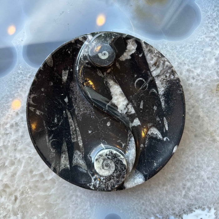 Goniatite & Orthoceras Fossils in Black Limestone Polished Yin-Yang Plate from Morocco - Smokin Resin Company