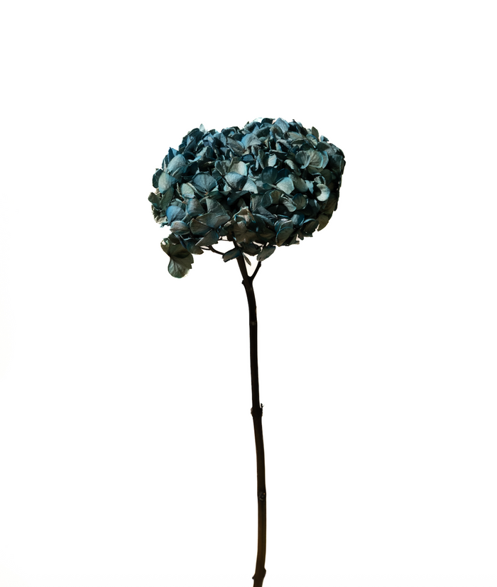Hydrangeas