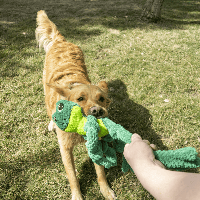 Kong KONG Knots Frog Lg/XL