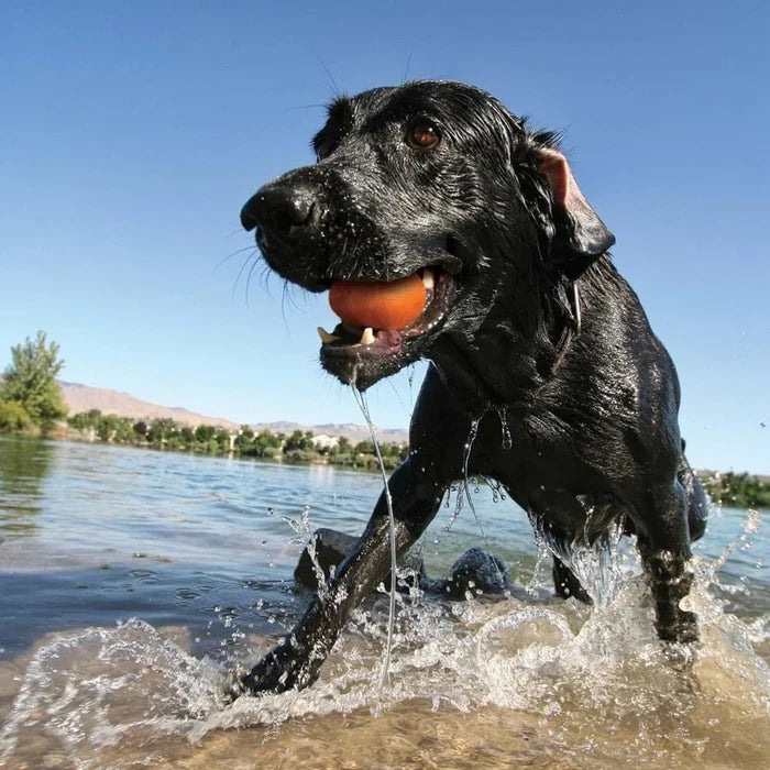 Kurgo Kurgo -Skipping Stones Floating Fetch Dog Toy