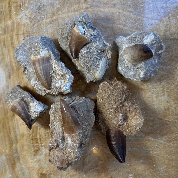 Mosasaur Tooth Fossil on Matrix from Morocco - Smokin Resin Company