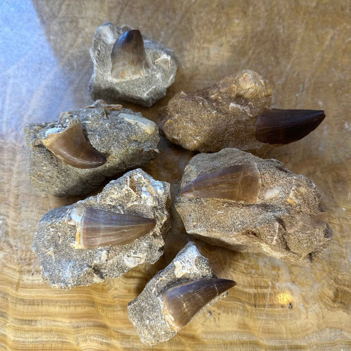 Mosasaur Tooth Fossil on Matrix from Morocco - Smokin Resin Company