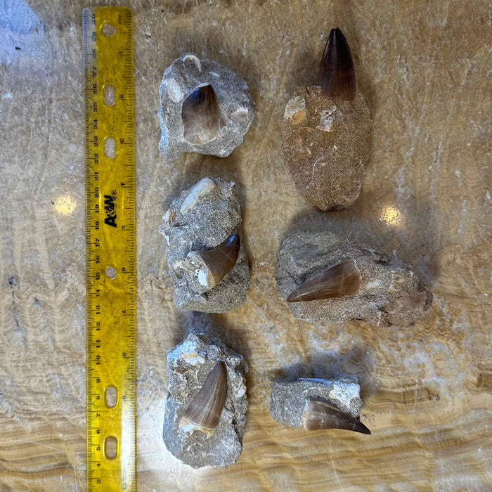 Mosasaur Tooth Fossil on Matrix from Morocco - Smokin Resin Company