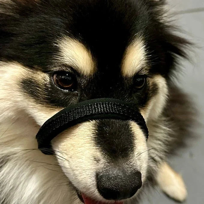 Dogtraining101 Retail Dog Super Store Nose Black - Neck Black - Size 1 Dog101 Halter