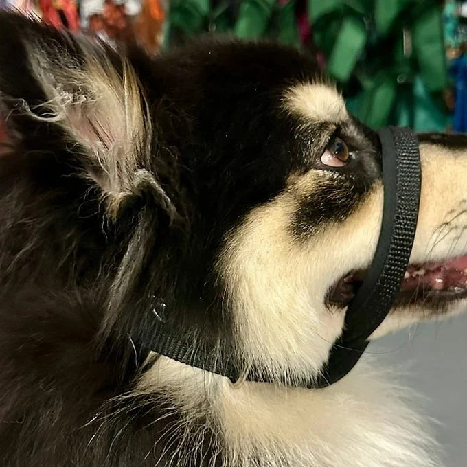Dogtraining101 Retail Dog Super Store Nose Black - Neck Black - Size 1 Dog101 Halter