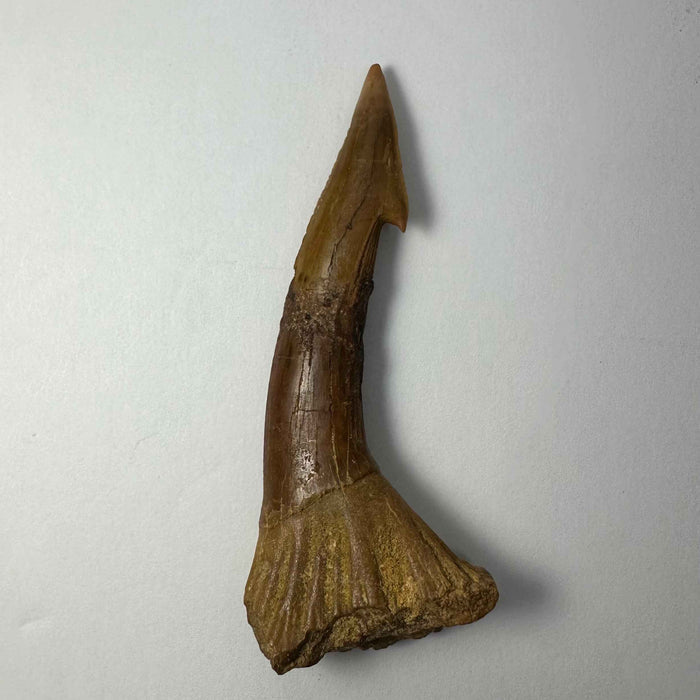2.9" #5
