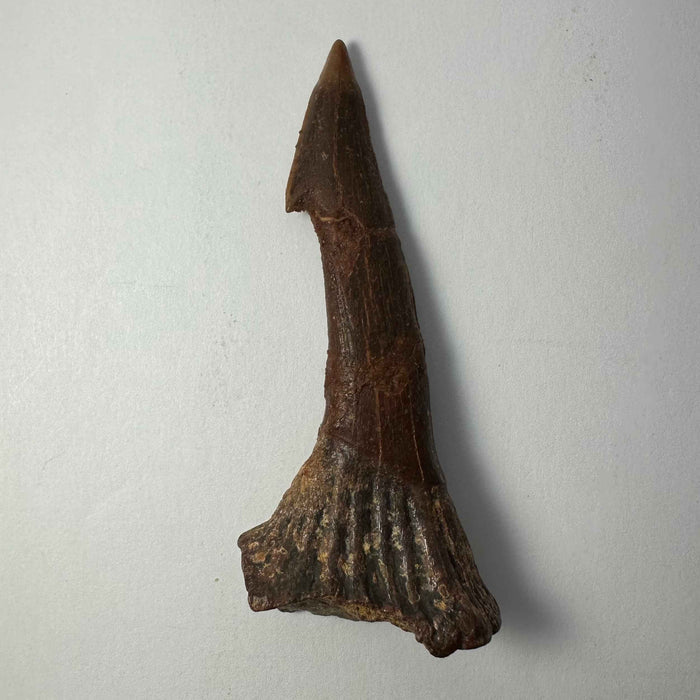3" #6