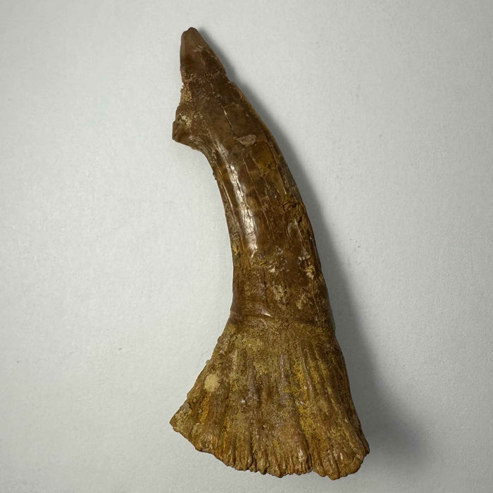 2.75" #7
