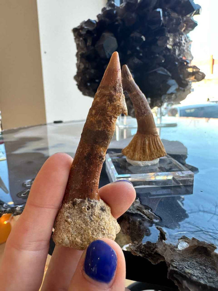 Onchopristis Barb/Tooth (LG) from Morocco