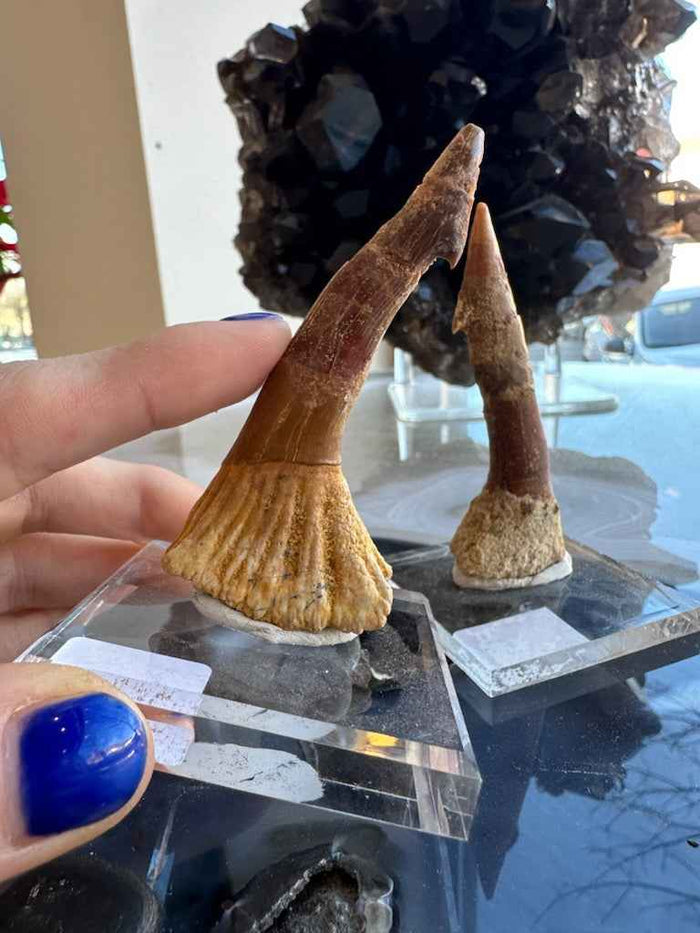Onchopristis Barb/Tooth (LG) from Morocco
